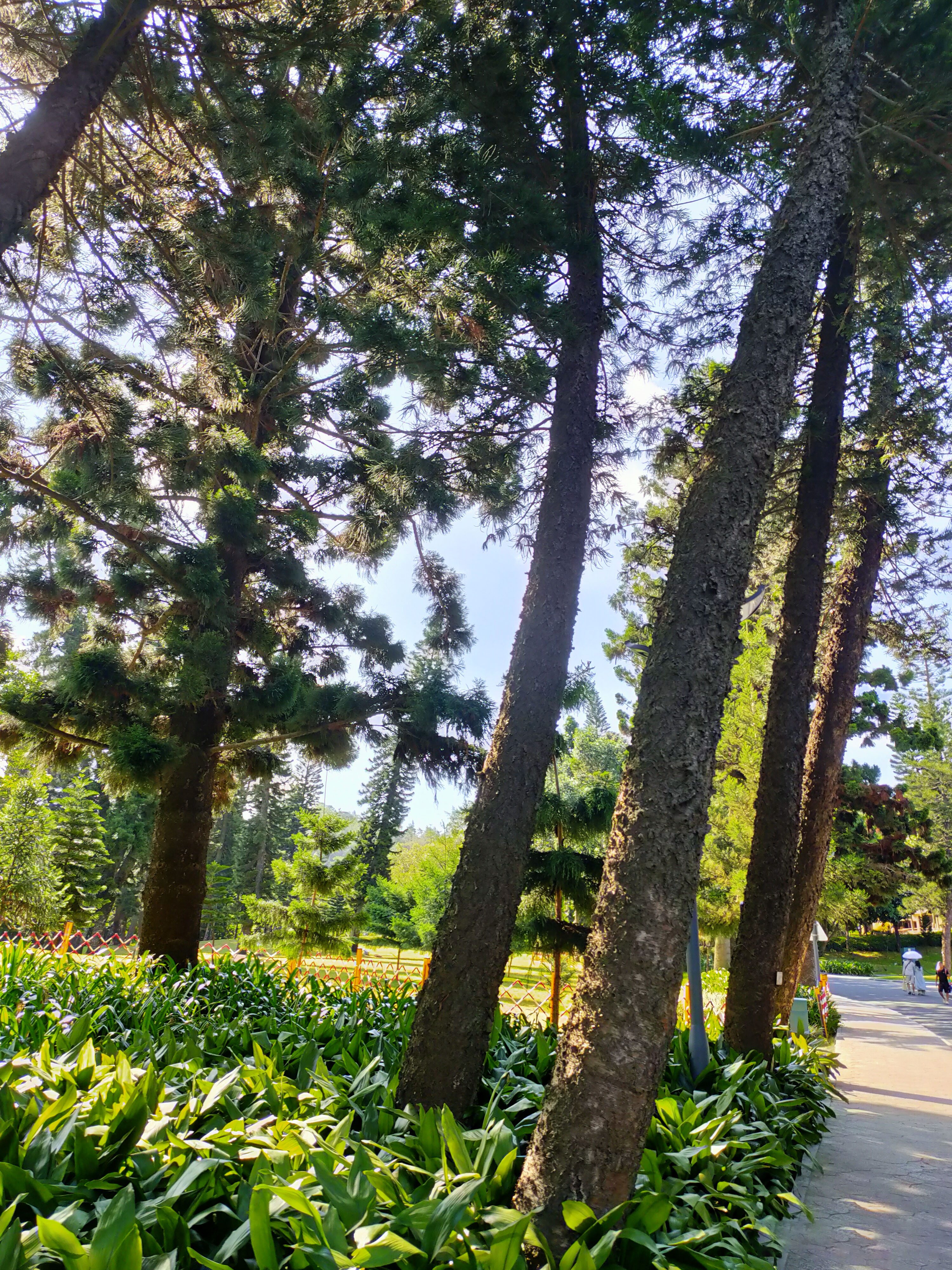 厦门园林植物园
