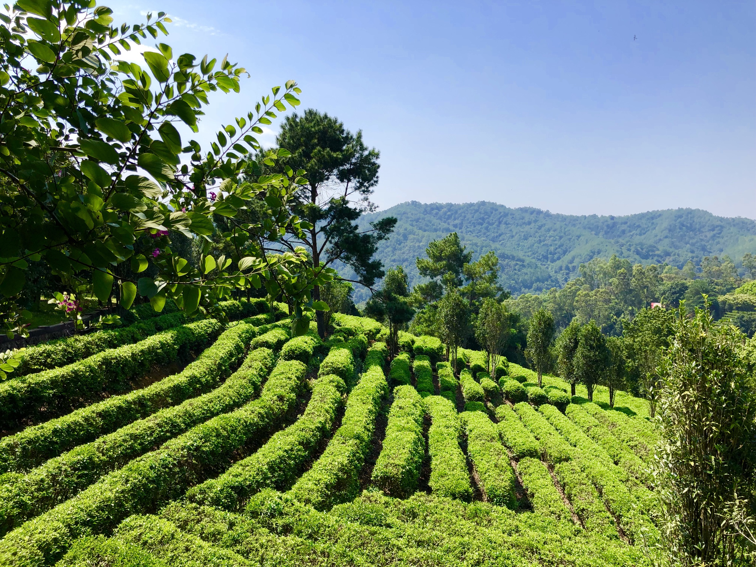雁南飞茶田