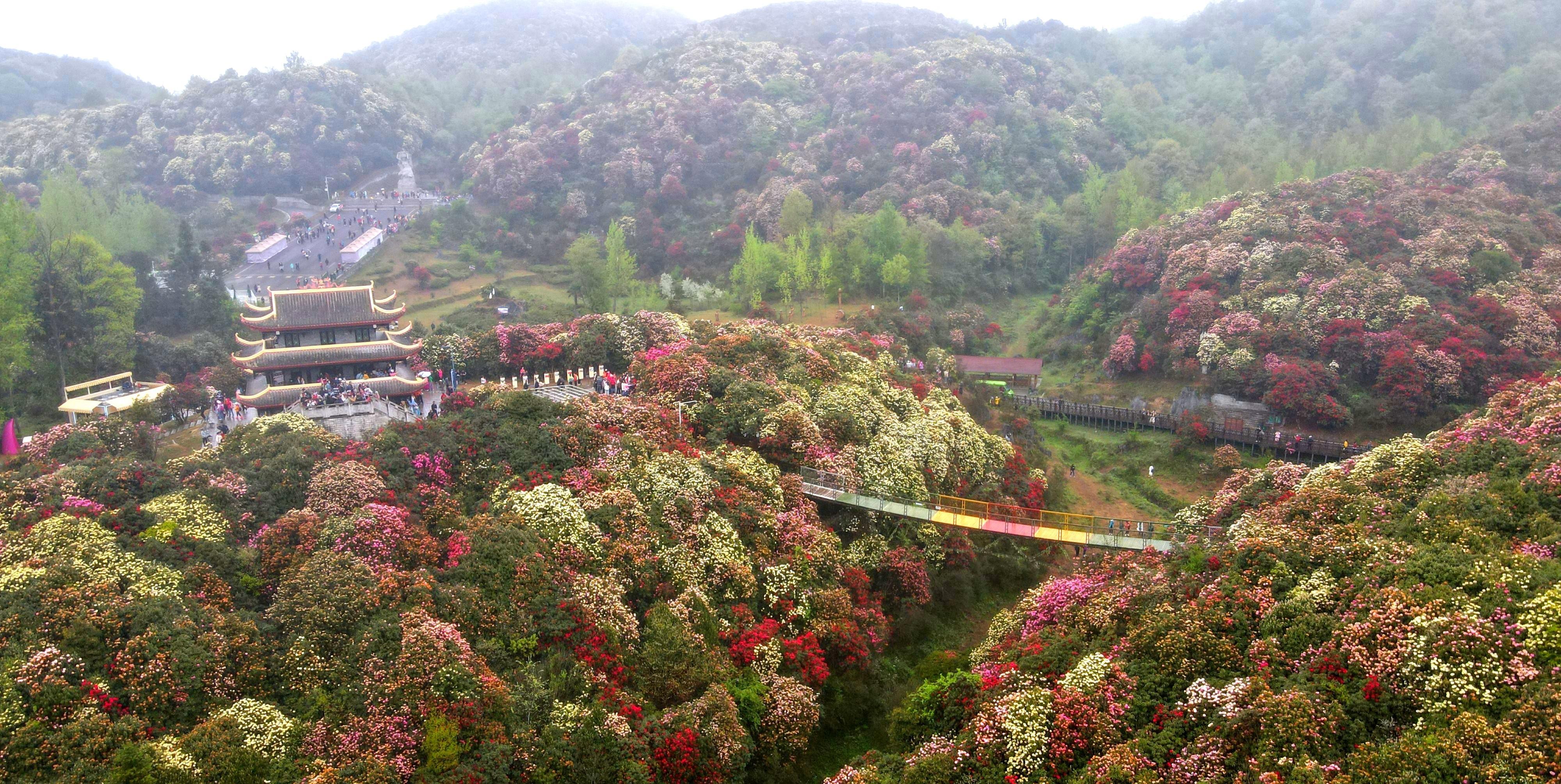 百里杜鹃