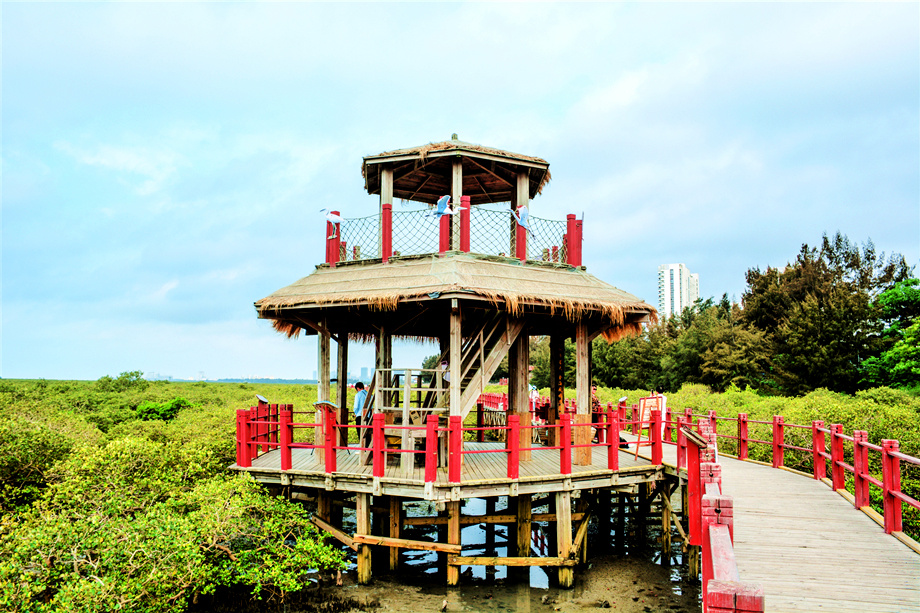 金海湾红树林