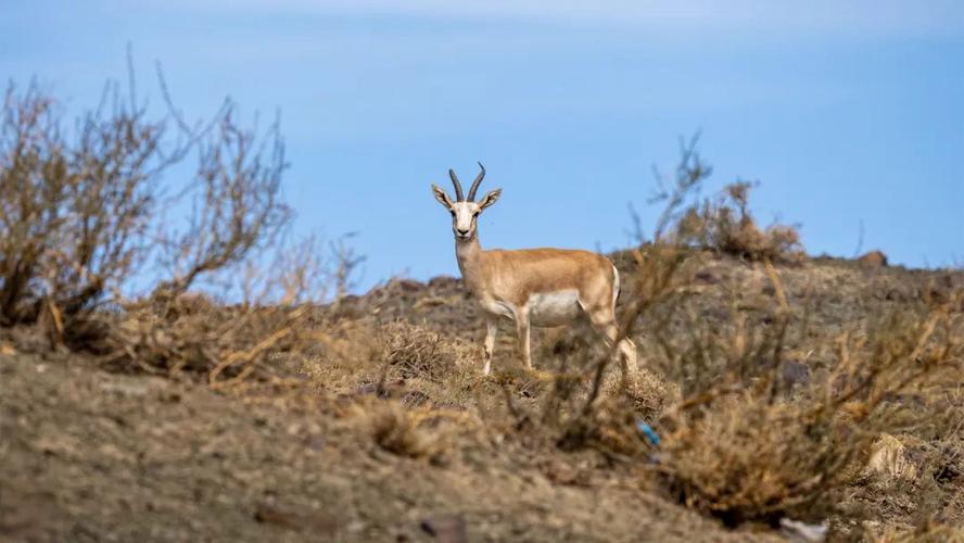 天山野生动物园
