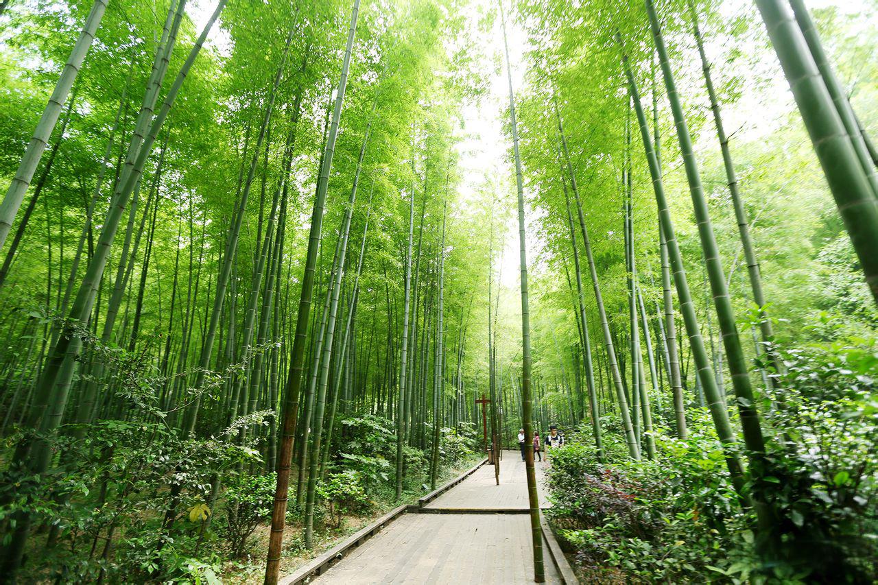 天目湖南山竹海