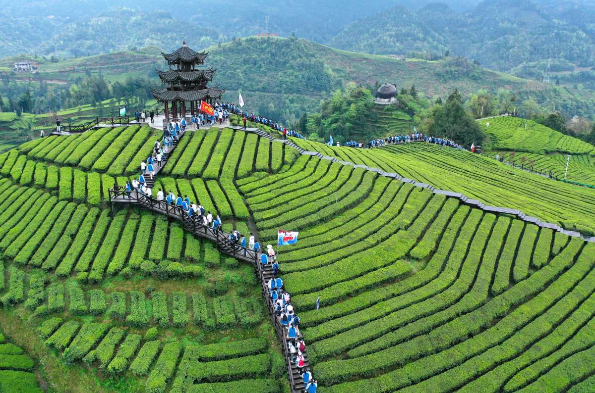 龙王垭观光茶园