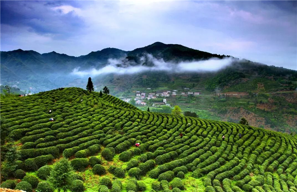 龙王垭观光茶园