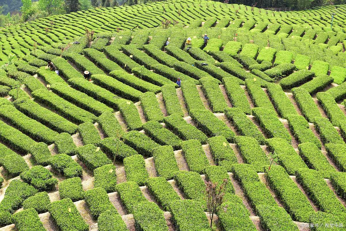龙王垭观光茶园