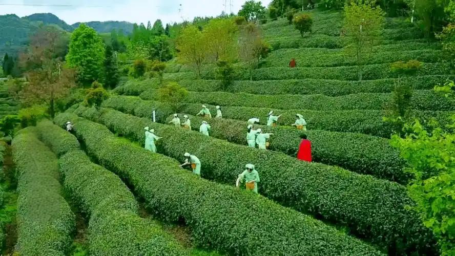 龙王垭观光茶园